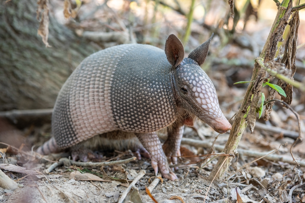 nine-banded-armadillo